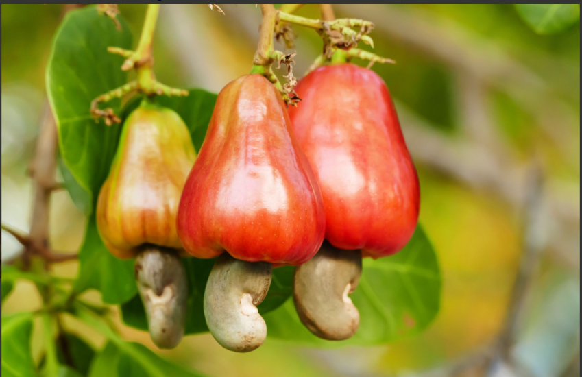can dog eat cashew food